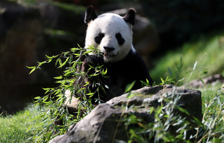 Seventeen-year-old male panda Yuan Zi plays inside his enclosure at the Beauval Zoo in Saint-Aignan, France, on Oct. 24, 2025, as he prepares to enter quarantine before being shipped back to China.