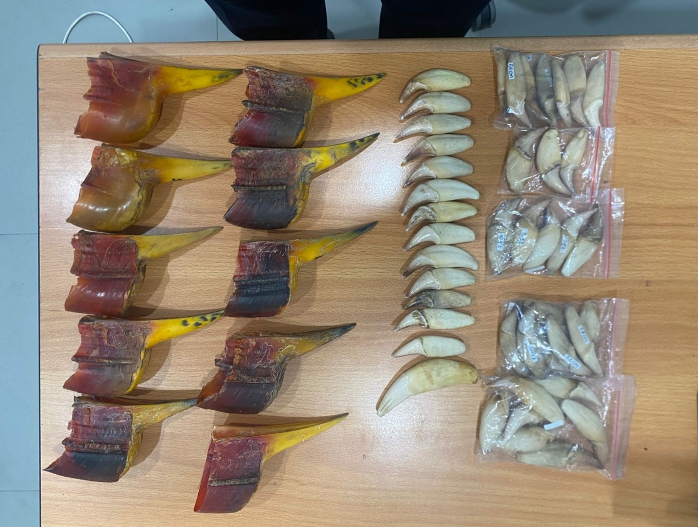 Batam Customs and Excise Office display 10 rangkong gading (helmeted hornbill) beaks and 43 sun bear teeth on Friday in Batam, Riau Islands.