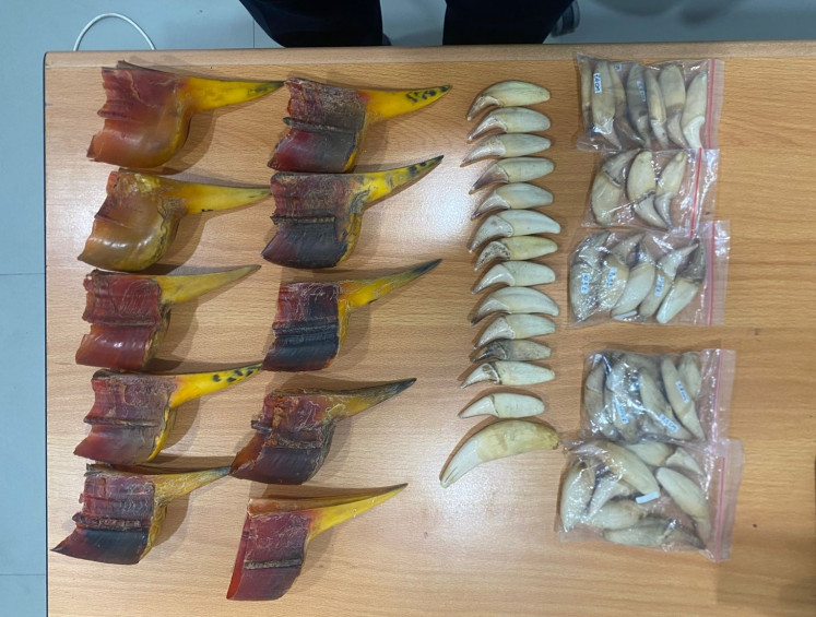 Batam Customs and Excise Office display 10 rangkong gading (helmeted hornbill) beaks and 43 sun bear teeth on Friday in Batam, Riau Islands. 