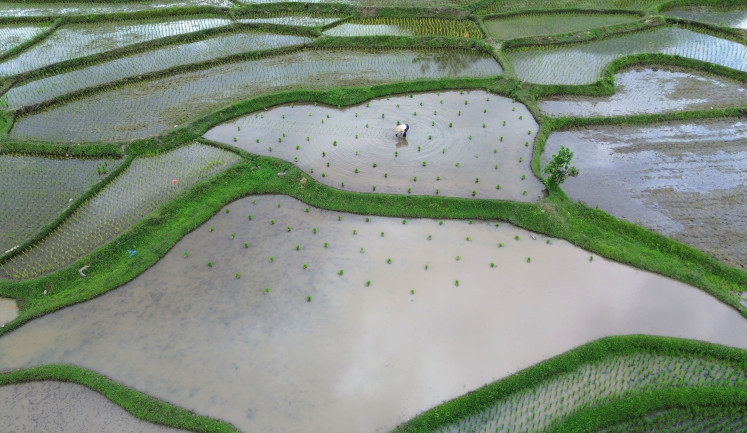 A farmer plants rice on Oct. 26, 2025 in Nagari Padang Laweh Malalo, Tanah Datar regency, West Sumatra. 