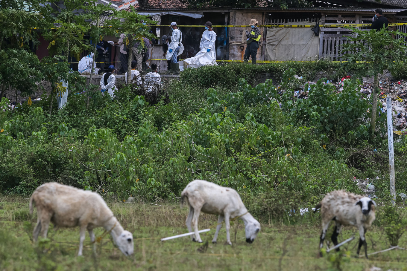 Removing the threat: Goats graze in a field on Monday near a Cesium-137 (Cs-137) decontamination site around the Cikande Modern Industrial Estate in Serang regency, Banten. Local authorities are ready to cull livestock if they test positive for Cs-137. Hundreds of Cikande residents also have been evacuated as the decontamination process continues.