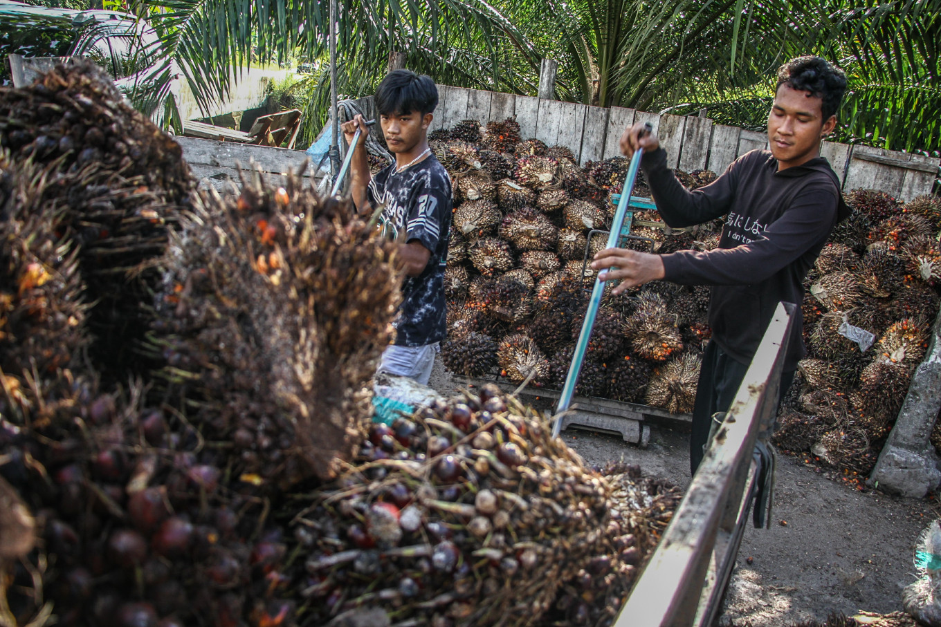 Workers unload fresh fruit bunches (FFB) from a truck on Oct. 29, 2025, in Palangka Raya, Central Kalimantan.