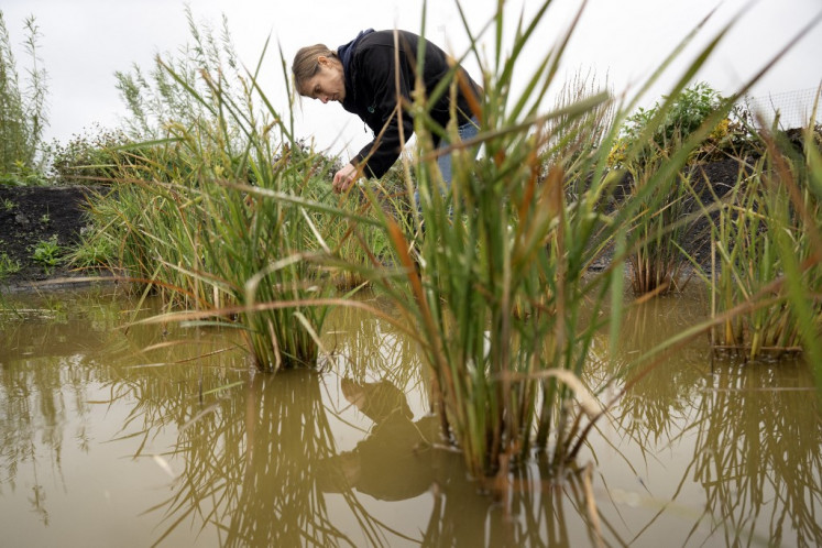 Nadine Mitschunas, an ecologist at the UK Centre for Ecology and Hydrology, inspects a crop of various rice species being grown on a trial site in rewetted peat soils on the Cambridgeshire Fens, in Pymoor, near Ely, eastern England on Oct. 14, 2025.