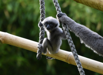 A silvery gibbon baby climbs in their enclosure of the zoo Hellabrunn in Munich, southern Germany, on July 12, 2019.