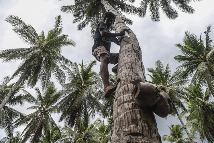 A farmer climbs a coconut tree on Nov.10, 2025, in Tawa village, Bacan Island, South Halmahera regency, North Maluku. Agriculture Minister Andi Amran Sulaiman has said that the downstreaming of coconut production is a key strategy to increase national export value by up to Rp 2.4 trillion (US$143.7 million) and to strengthen the welfare of coconut farmers across regions. 