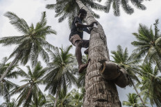 A farmer climbs a coconut tree on Nov.10, 2025, in Tawa village, Bacan Island, South Halmahera regency, North Maluku. Agriculture Minister Andi Amran Sulaiman has said that the downstreaming of coconut production is a key strategy to increase national export value by up to Rp 2.4 trillion (US$143.7 million) and to strengthen the welfare of coconut farmers across regions. 