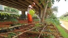 Urban farmer Hasanuddin, 60, waters a crop of sweet potato on Nov. 9, 2025 in an urban farming site beneath the Bekasi-Cawang-Kampung Melayu (Becakayu) toll road in Makassar district, East Jakarta. The Jakarta administration has designated several idle areas across the city as urban farming sites, allowing surrounding residents to cultivate the land.