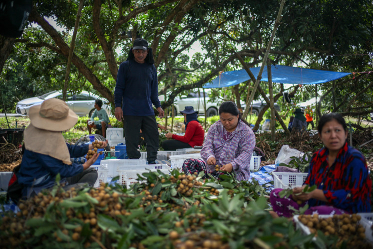 Tun Min Lat, a refugee from Myanmar, who was granted a work permit by the Thai government, works at a longan farm in Chanthaburi province, Thailand, November 6, 2025.