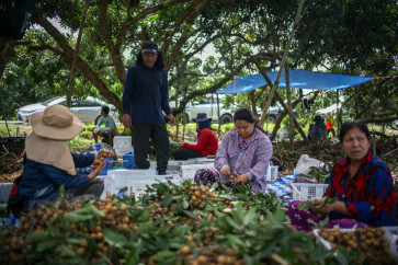 Tun Min Lat, a refugee from Myanmar, who was granted a work permit by the Thai government, works at a longan farm in Chanthaburi province, Thailand, November 6, 2025.