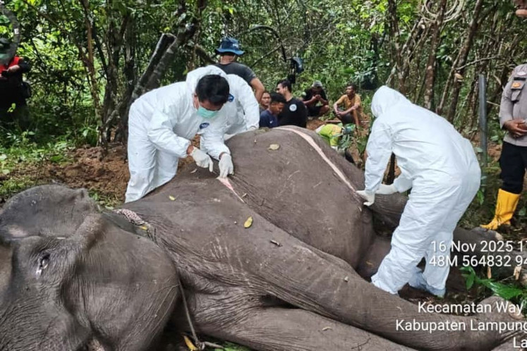 Two veterinarians examine Dona, a 45-year-old female elephant, who was declared dead on Sunday, at the Way Kambas National Park in East Lampung, Lampung. 