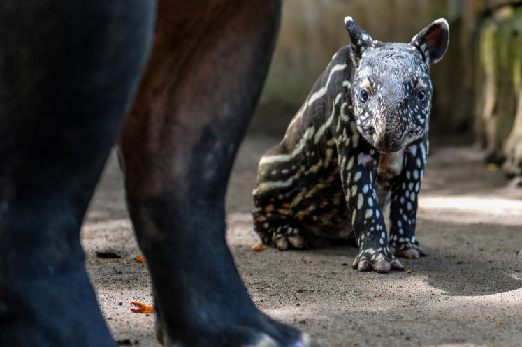 A Sumatran tapir calf stays close to its mother at Bandung Zoo in West Java. Born on Nov. 14, 2025, the male calf is the 11th Sumatran tapir birth at Bandung Zoo, making it the most successful conservation institution for breeding Sumatran tapirs in Southeast Asia.