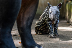 A Sumatran tapir calf stays close to its mother at Bandung Zoo in West Java. Born on Nov. 14, 2025, the male calf is the 11th Sumatran tapir birth at Bandung Zoo, making it the most successful conservation institution for breeding Sumatran tapirs in Southeast Asia.