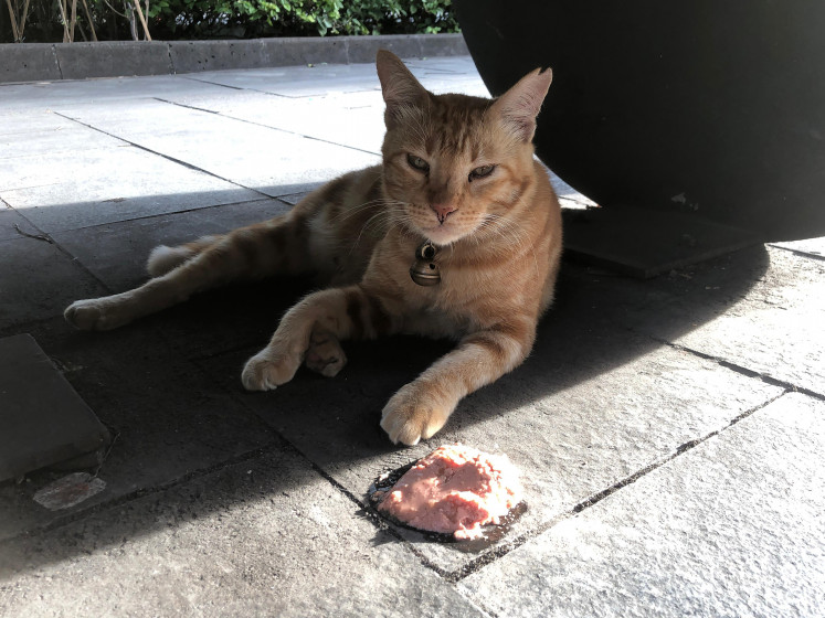 Tasty treat: Food left by a passerby sits in front of a ginger cat, which has gone viral online, at the FX Sudirman shopping mall in Central Jakarta on Nov. 24, 2025.