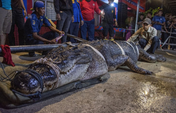 Firefighters care for Si Undan, a saltwater crocodile caught and tied up by local residents, at their headquarters in Tembilahan, the capital of Indragiri Hilir regency, Riau, in this undated handout picture. Si Undan died after 19 days in captivity.  