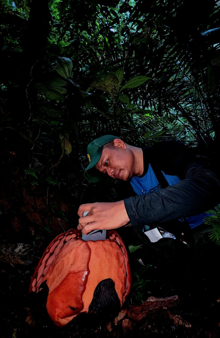 Conservationist and 'Rafflesia' enthusiast Septian "Deki" Andriki takes a picture on Nov. 19 of the inside flower of a 'Rafflesia hasseltii' in Sumpur Kudus village, Sijunjung regency, West Sumatra. 