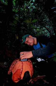 Conservationist and 'Rafflesia' enthusiast Septian "Deki" Andriki takes a picture on Nov. 19 of the inside flower of a 'Rafflesia hasseltii' in Sumpur Kudus village, Sijunjung regency, West Sumatra. 