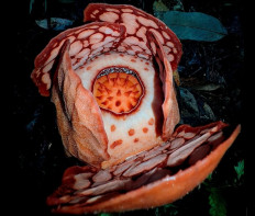 The flower of a 'Rafflesia hasseltii' is seen blossoming on Nov. 19  in Sumpur Kudus district, Sijunjung regency, West Sumatra. The flower was observed during a field observation jointly conducted by local conservationists as well as researchers from National Research and Innovation Agency (BRIN) and Oxford University.