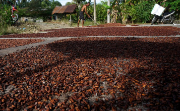 Bounteous beans: A farmer dries cacao beans on Jan. 18, 2022, in his backyard in Toabo village, Mamuju regency, West Sulawesi. The province is among the country’s main cacao producers.