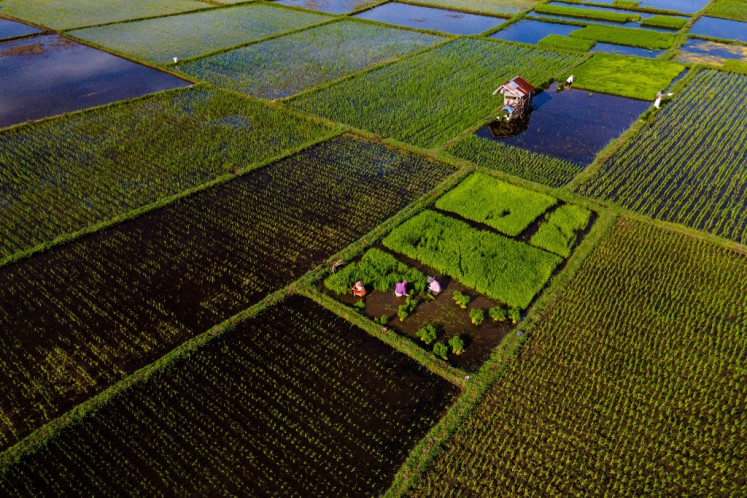 Farmers work on paddy fields on Nov. 20, 2025, in Lhoknga, Aceh.