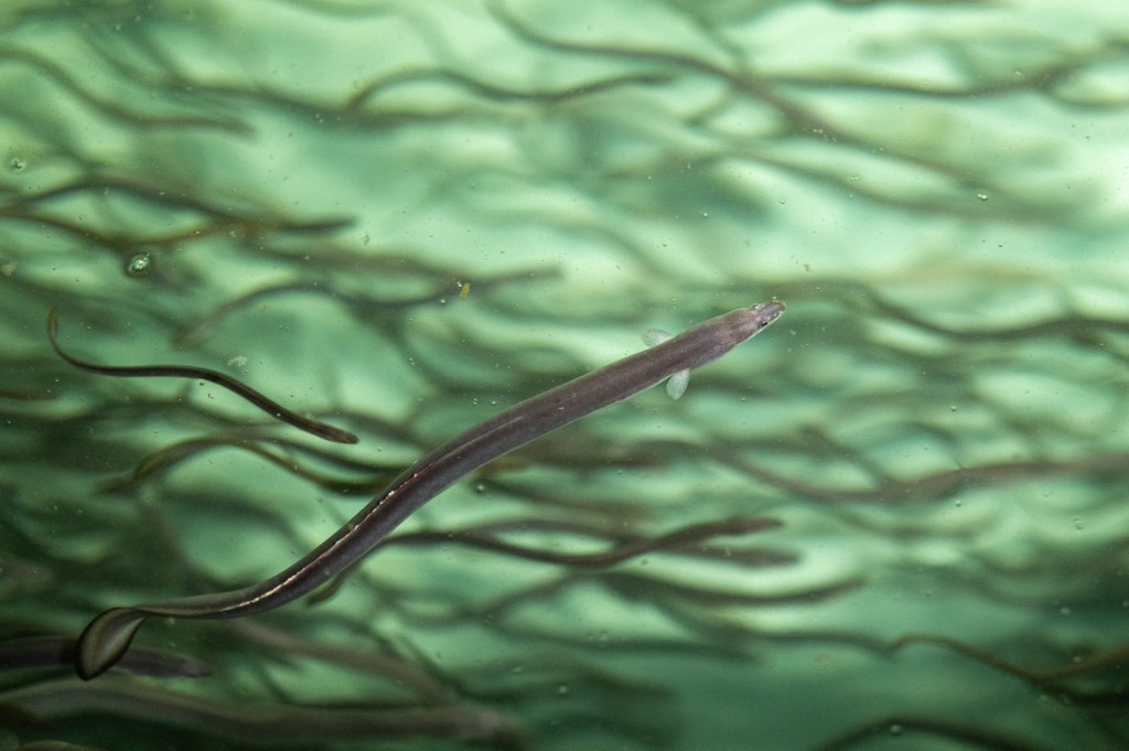 This picture taken on October 10, 2025 shows eels swimming in a fish tank of Hiranuma eel farm in Kamisato of Saitama Prefecture. Japan is strongly opposed to a proposal by the European Union, Panama and Honduras to list all 17 species of eels worldwide under the Convention on International Trade in Endangered Species (CITES), which restricts trade of protected wildlife. 