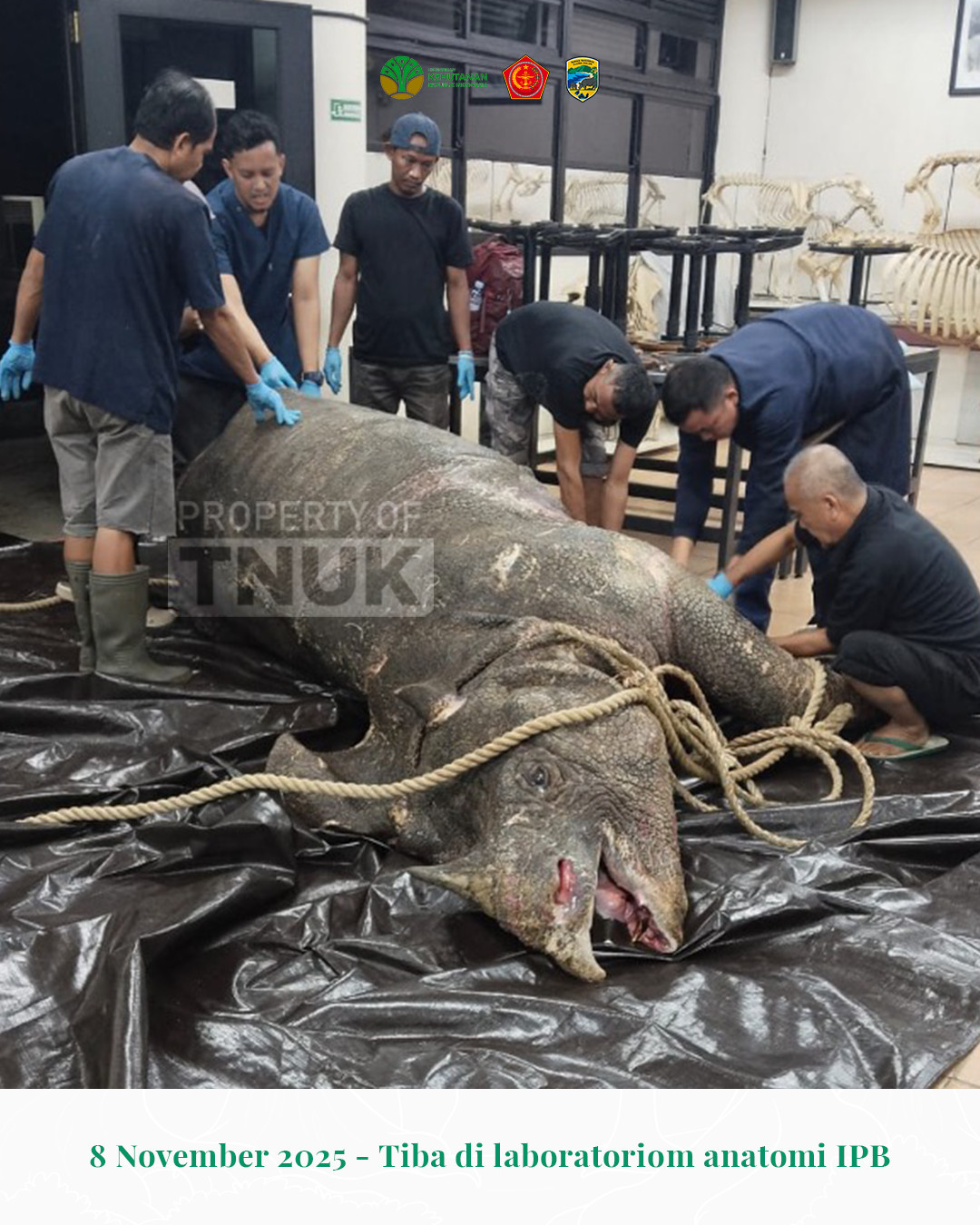 Officials at Bogor Agricultural University (IPB) in West Java examine the carcass of Musofa a male Javan rhinoceros from Ujung Kulon National Park in Banten, on Nov. 8, 2025. Musofa, one of the world’s last remaining male Javan rhinos, died shortly after his historic relocation to the Javan Rhino Study and Conservation Area (JRSCA) as part of a major conservation effort to protect the critically endangered species.