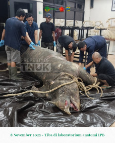 Officials at Bogor Agricultural University (IPB) in West Java examine the carcass of Musofa a male Javan rhinoceros from Ujung Kulon National Park in Banten, on Nov. 8, 2025. Musofa, one of the world’s last remaining male Javan rhinos, died shortly after his historic relocation to the Javan Rhino Study and Conservation Area (JRSCA) as part of a major conservation effort to protect the critically endangered species.