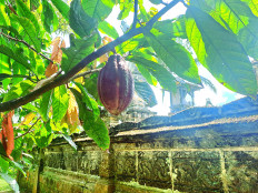 Seed of delight: A cacao fruit that is nearly ready for harvest is seen on Nov. 25 next to a Hindu shrine in Bali's Tabanan regency.