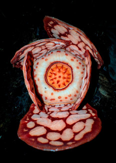 The flower of a Rafflesia hasseltii is seen blossoming on Nov. 19, 2025 in Sumpur Kudus district, Sijunjung regency, West Sumatra. The flower was observed during a field observation jointly conducted by local conservationists as well as researchers from National Research and Innovation Agency (BRIN) and Oxford University.
