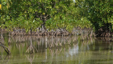 Mangrove rehabilitation with the M4CR program silvofishery planting pattern in North Kalimantan. (Image courtesy of The M4CRProject)