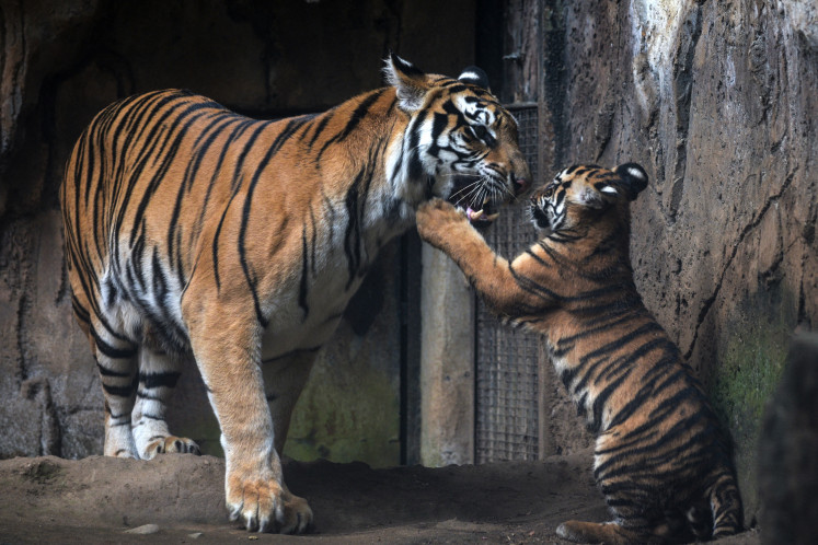 Play time: A Bengal tiger named West Java, on Nov. 17, 2025.