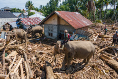This picture shows an aerial view of members of Indonesia's Mobile Brigade Corps deploying Sumatran elephants to help clear tree debris following flash floods in Meureudu, Pidie Jaya district, Aceh, on December 8, 2025. Officials in flood-hit parts of Indonesia reported shortages of food, shelter, and medicine as the death toll reached 950 on December 8 following weeks of heavy rain.