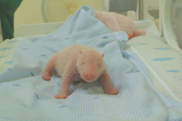 Indonesia welcomes first panda born in the country