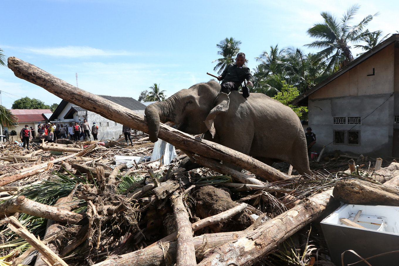A trained Sumatran elephant (Elephas maximus sumatranus) ridden by a mahout clears wooden debris on Dec. 8 in a residential area of Meunasah Bie village, Pidie Jaya regency, Aceh. The Aceh Natural Resources Conservation Agency (BKSDA) deployed four trained elephants to help remove debris in Pidie Jaya following the widespread flooding and landslides that struck the northern regions of Sumatra and killed more than 900 people.