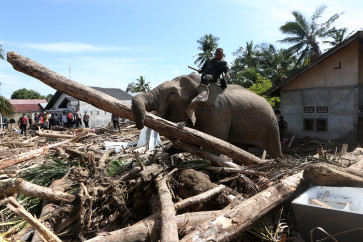 A trained Sumatran elephant (Elephas maximus sumatranus) ridden by a mahout clears wooden debris on Dec. 8 in a residential area of Meunasah Bie village, Pidie Jaya regency, Aceh. The Aceh Natural Resources Conservation Agency (BKSDA) deployed four trained elephants to help remove debris in Pidie Jaya following the widespread flooding and landslides that struck the northern regions of Sumatra and killed more than 900 people.
