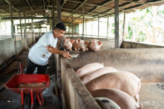 A man feeds pigs at a farm in Pontianak in April 2025.