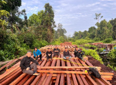 Officers from Indragiri Hulu Police take a rest on top of stacks of wooden beams produced from suspected illegal logging activities inside Kerumutan Forest in Indragiri Hulu regency, Riau on Dec. 4, 2025. Police found some 300 cubic meters of timber in the operation.