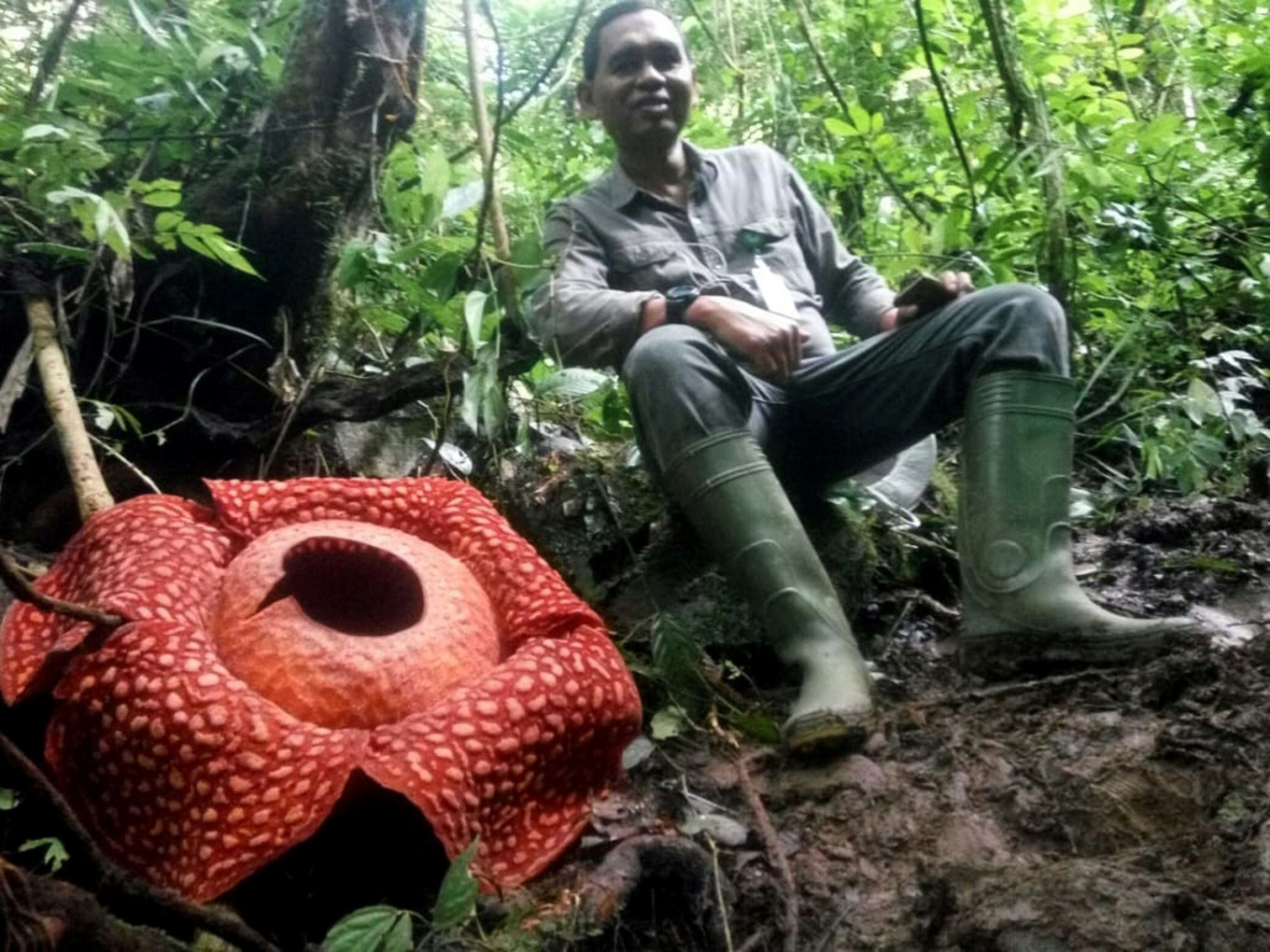 A man sits next to a giant Rafflesia tuan-mudae, a fleshy red flower with white blister-like spots on its enormous petals and measuring 111 centimeters in diameter, at the Maninjau nature preserve in Agam, West Sumatra, on Jan 2, 2020. 