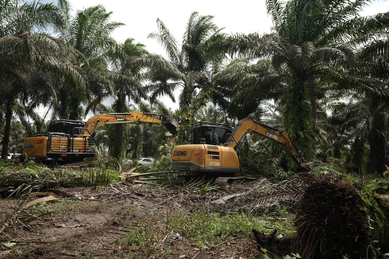 Two excavators symbolically fell palm oil trees on Dec. 20, 2025, in Bagan Limau village, Ukui district, Pelalawan regency, Riau. The felling of palm oil trees marked the relocation of 228 families owning some 600 hectares of land out of the national park.