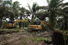 Two excavators symbolically fell palm oil trees on Dec. 20, 2025, in Bagan Limau village, Ukui district, Pelalawan regency, Riau. The felling of palm oil trees marked the relocation of 228 families owning some 600 hectares of land out of the national park.