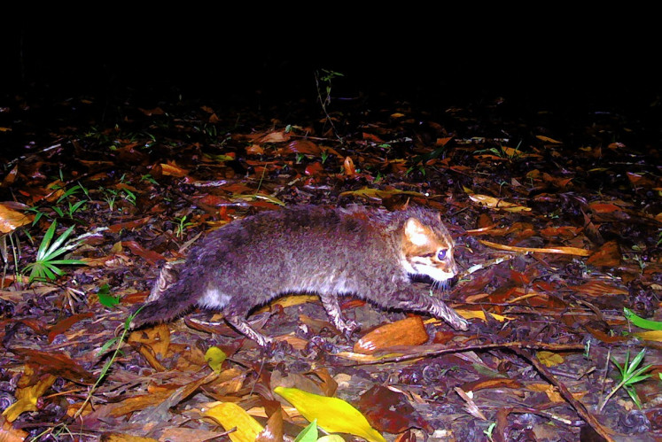 This handout picture taken with a camera trap and released on Dec. 26, 2025, by Thailand's Department of National Parks, Wildlife and Plant Conservation (DNP) and Panthera Thailand shows a recently rediscovered flat-headed cat in southern Thailand's Princess Sirindhorn Wildlife Sanctuary. An elusive wild cat long feared extinct in Thailand has been rediscovered, nearly three decades after the last recorded sighting, conservation authorities said on Dec. 26, 2025.