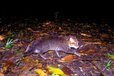 Elusive wild cat feared extinct rediscovered in Thailand
