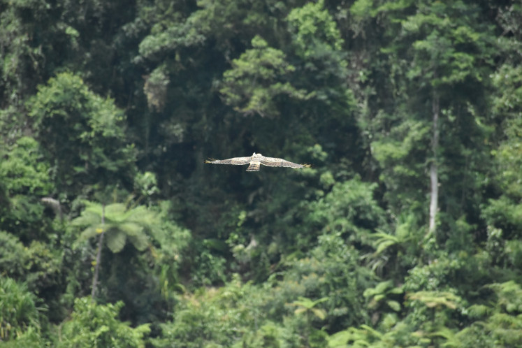 Back to the wild: A male Javan hawk-eagle named Raja Dirgantara is being released on Dec. 13, 2025, at Situgunung in Mt. Gede Pangrango National Park, Sukabumi, West Java. 