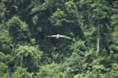 Back to the wild: A male Javan hawk-eagle named Raja Dirgantara is being released on Dec. 13, 2025, at Situgunung in Mt. Gede Pangrango National Park, Sukabumi, West Java. 