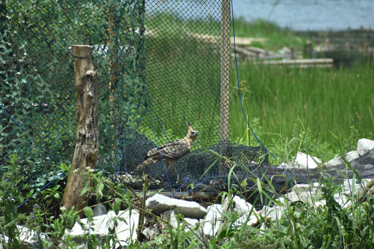 Path to recovery: The eagle has been kept as a pet for about a year before undergoing rehabilitation at the Mt. Gede Pangrango National Park since late September.