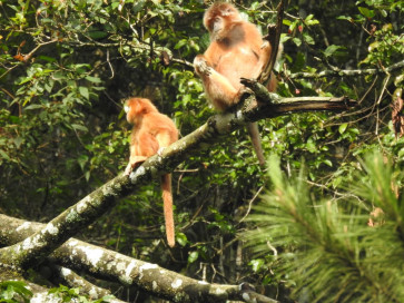 Two juvenile Javan langurs (Trachypithecus auratus) sit on a tree branch on the slope of Mount Arjuna in Batu, East Java, in this undated picture. The protected species continues to decline sharply due to forest conversion. 