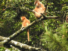 Two juvenile Javan langurs (Trachypithecus auratus) sit on a tree branch on the slope of Mount Arjuna in Batu, East Java, in this undated picture. The protected species continues to decline sharply due to forest conversion. 