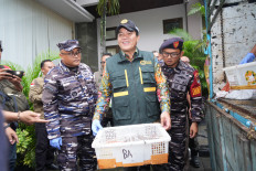 Indonesian Quarantine Agency (Barantin) head Sahat M. Panggabean (center) is flanked by Denpasar Naval Base commander Col. Cokorda GP Pemayun (left) and Karangasem Naval Post commander First Lt. I Ketut Yasa, while carrying a basket of birds during a press conference on Jan. 21 in Padangbai, Karangasem, Bali. The birds were smuggled onboard a truck crossing from neighboring Lombok Island, West Nusa Tenggara, without proper documents. 