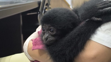 An infant siamang (Symphalangus syndactylus) is held by an unidentified officer in Pekanbaru in this undated picture issued by the Pekanbaru City Police Jan. 26, 2026. The police rescued the infant siamang from illegal wildlife traders.