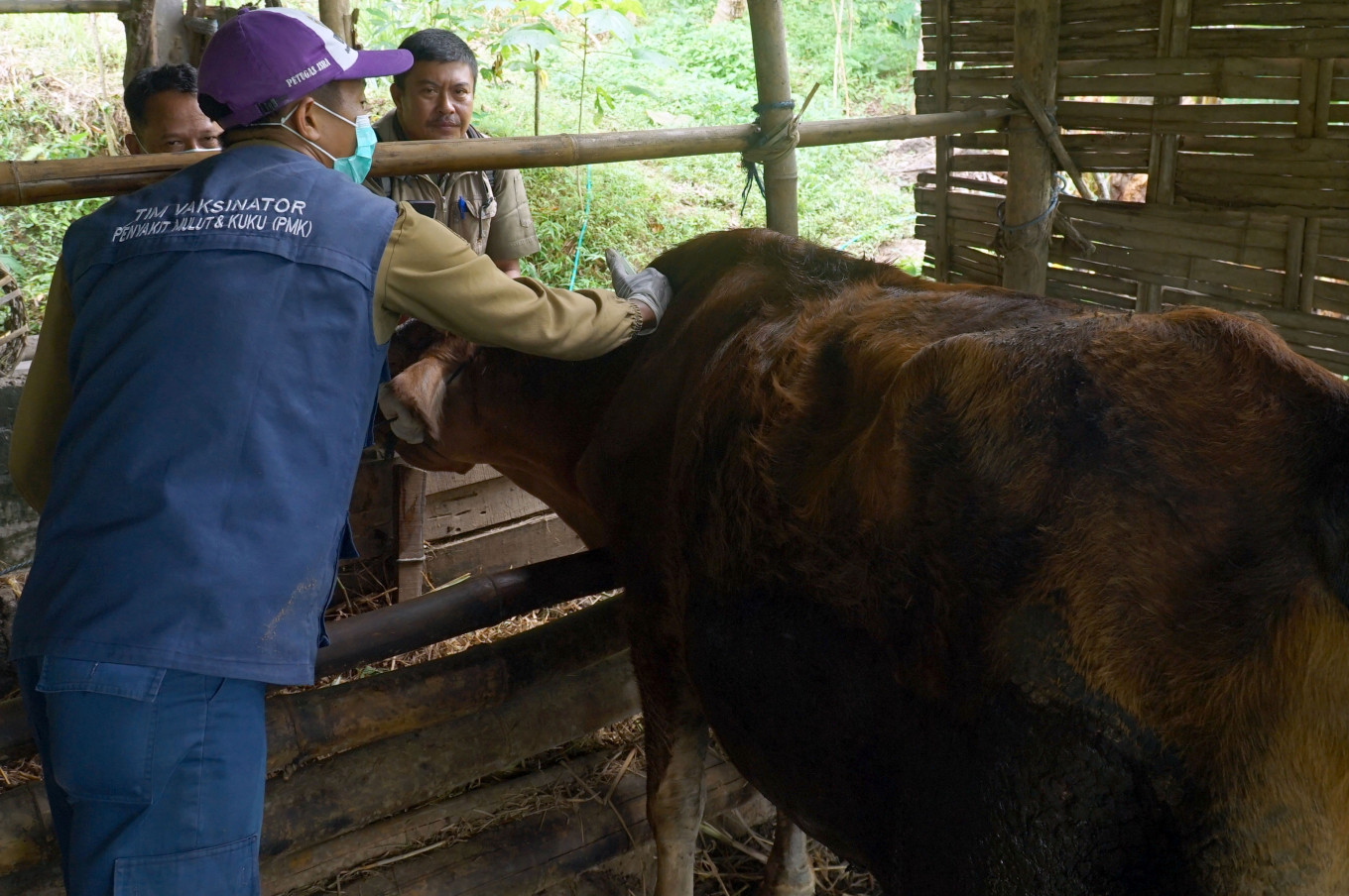Herd immunity: A veterinarian vaccinates a cow against foot- and-mouth disease (FMD) on Feb. 2 in Sukowetan village, Karangan, Trenggalek, East Java. The vaccination campaign has been intensified as an emergency measure to curb the spread of an FMD outbreak following the discovery of dozens of new cases over the past month.