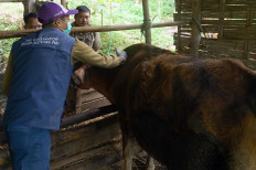 Herd immunity: A veterinarian vaccinates a cow against foot- and-mouth disease (FMD) on Feb. 2 in Sukowetan village, Karangan, Trenggalek, East Java. The vaccination campaign has been intensified as an emergency measure to curb the spread of an FMD outbreak following the discovery of dozens of new cases over the past month.
